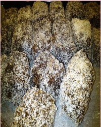 Ένα Γλυκάκι για το Καφέ ή το Τσάι σας