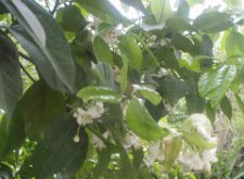 Μια σαλάτα και ένα ορεκτικό A  salad and an appetizer